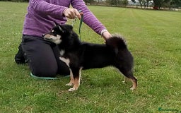 Japanese Shiba Inu dogs for sale: Two super female Japanese shiba inu  - Image 7
