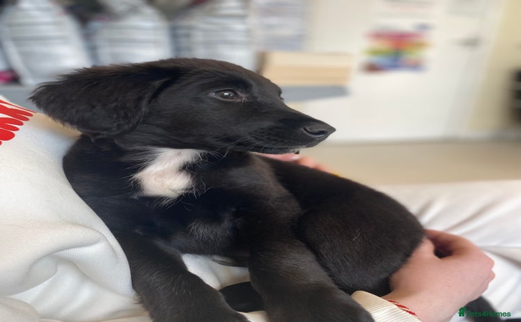 Mixed Breed dogs - Advert 2