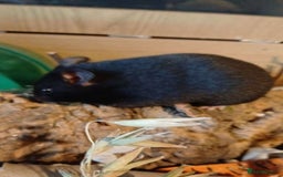 Hamster rodents for sale: For sale hamster and gerbil - Image 4
