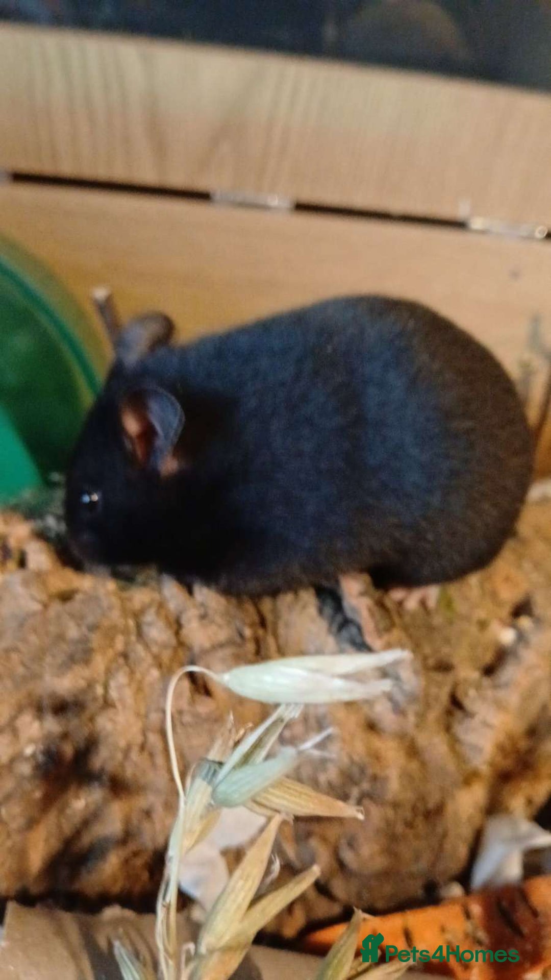 Hamster rodents for sale: For sale hamster and gerbil - Image 4