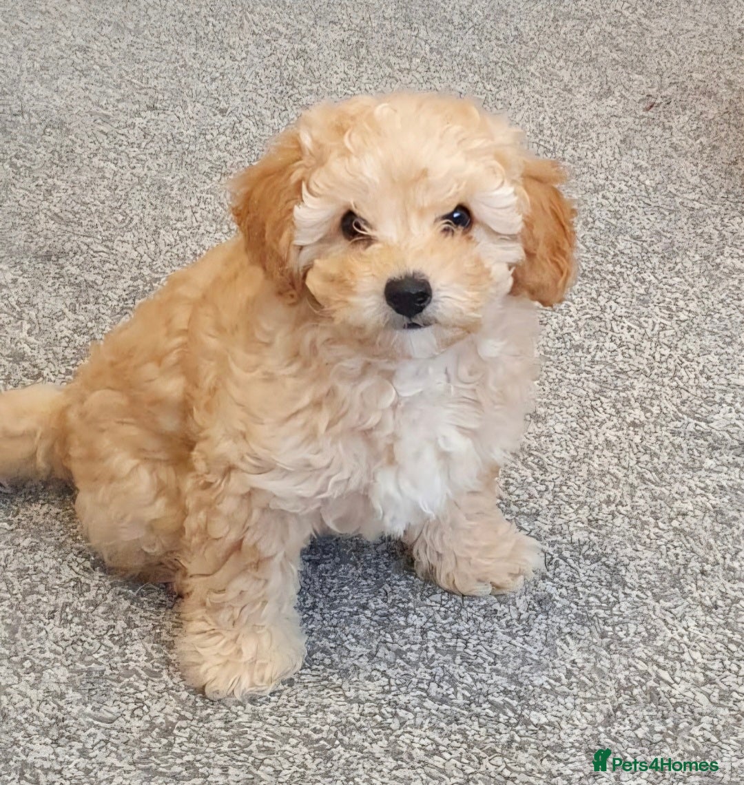 Maltipoo dogs 🐶 ready to leave now 🐶1 beautiful girl left🐶 - Advert 18