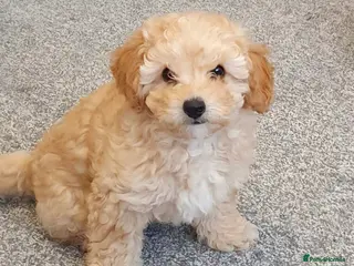 Maltipoo dogs 🐶 ready to leave now 🐶1 beautiful girl left🐶 - Advert 18