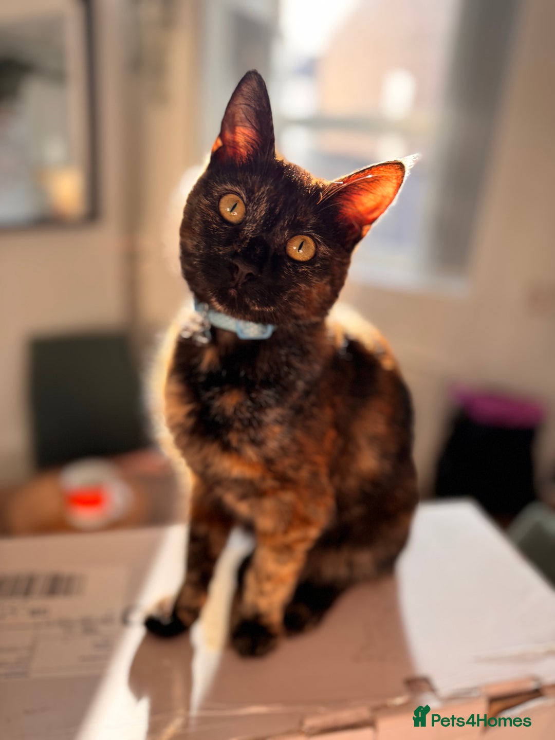 Mixed Breed cats for sale: 7 month old brother & sister looking for new home - Advert 20