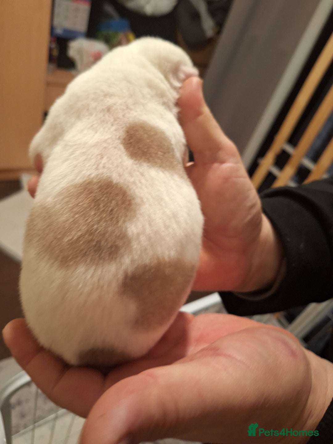 Siberian Husky dogs for sale: 7 SIBERIAN HUSKYS, 4 BOYS, 3 GIRLS - Advert 12