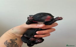 Mixed Breed dogs for sale: Mixed Breed Puppies - Image 9