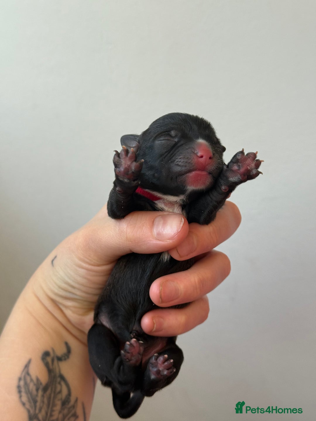 Mixed Breed dogs for sale: Mixed Breed Puppies - Image 9