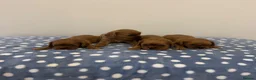Cavalier King Charles Spaniel dogs for sale: Cavalier King Charles Ruby Puppys - Advert 7