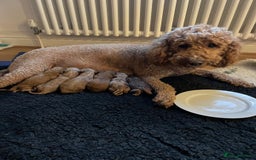 Mini Goldendoodle dogs for sale: 8 Lovingly Raised Miniature Goldendoodles  - Image 2