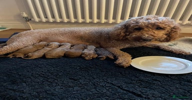 Mini Goldendoodle dogs - Advert 15