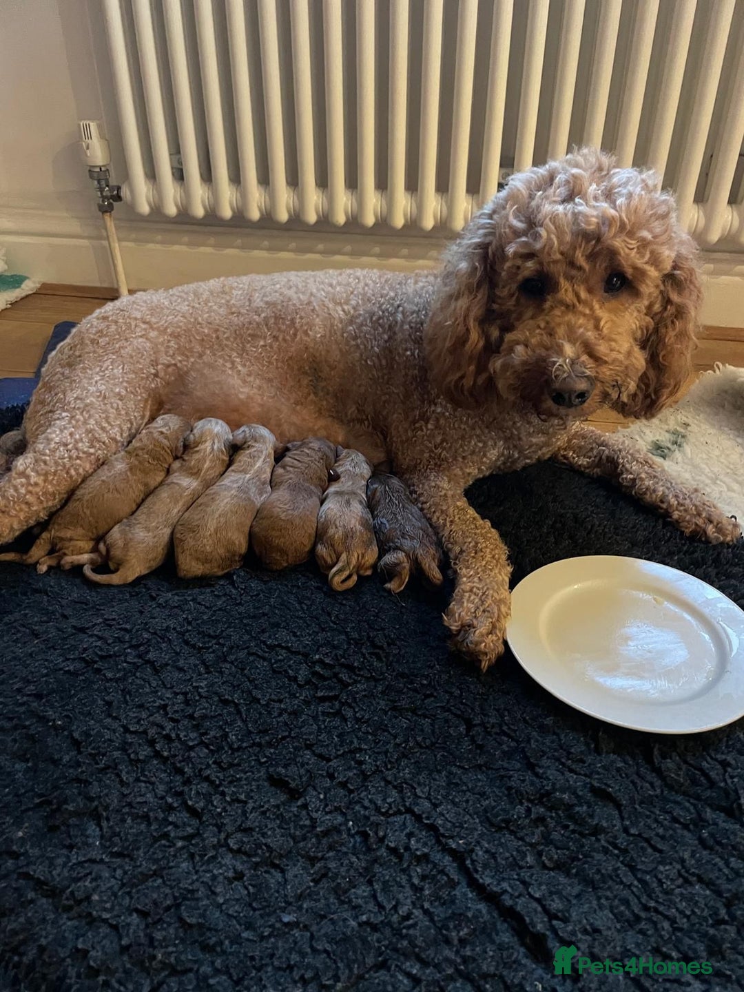 Mini Goldendoodle dogs for sale: 8 Lovingly Raised Miniature Goldendoodles  - Image 2