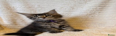 Maine Coon Kitten Purple Collar 
