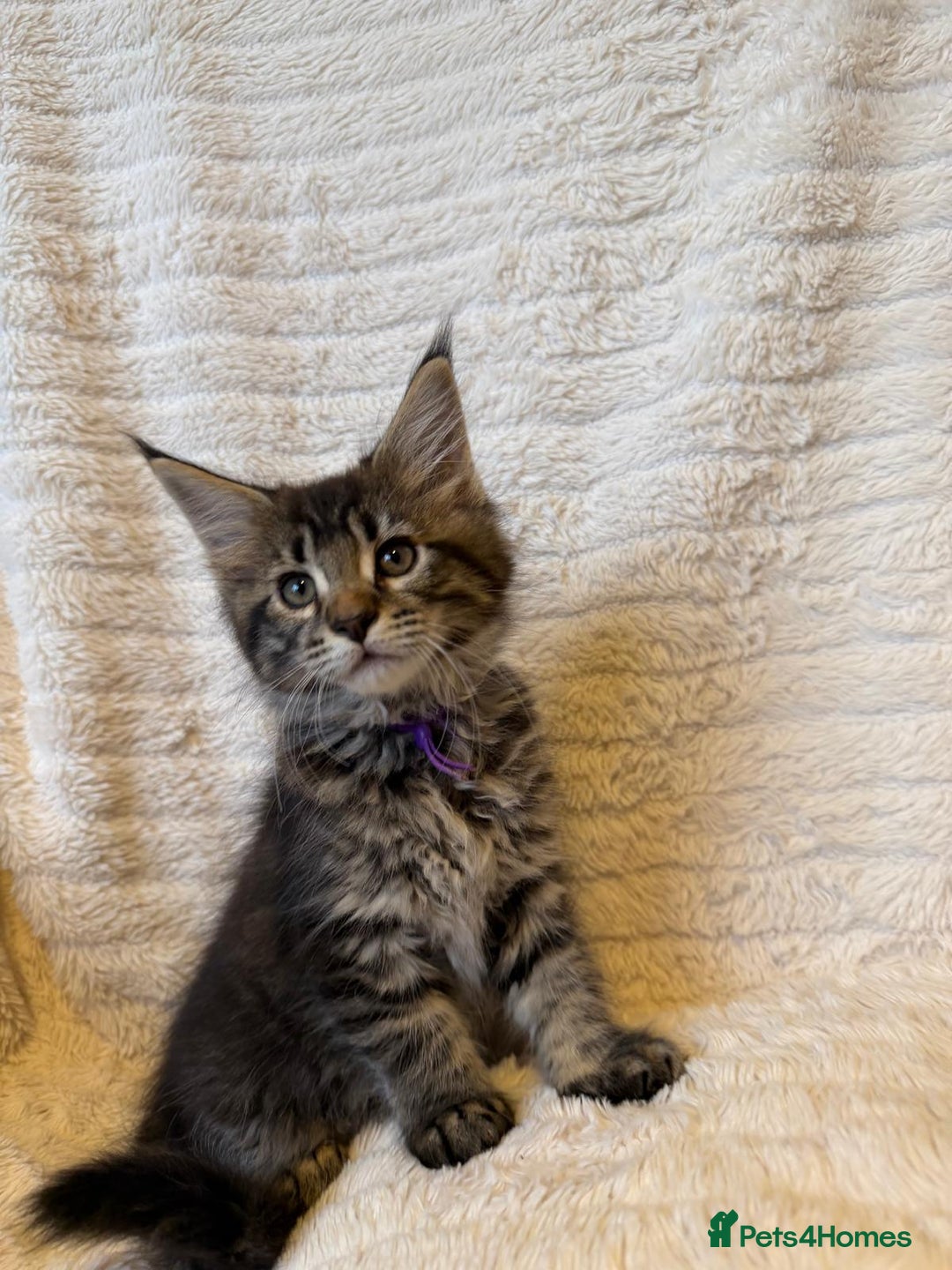 Maine Coon cats for sale: Beautiful friendly Maine Coon cross Kittens  - Advert 23