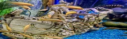 Cichlids fish for sale: Malawian Cichlids in Doncaster - Advert 3