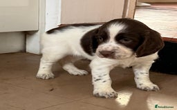English Springer Spaniel dogs for sale: Calm, engaging Springer spaniel puppies. - Image 11