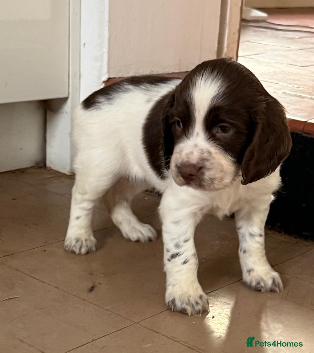 English Springer Spaniel dogs for sale: Calm, engaging Springer spaniel puppies. - Image 11