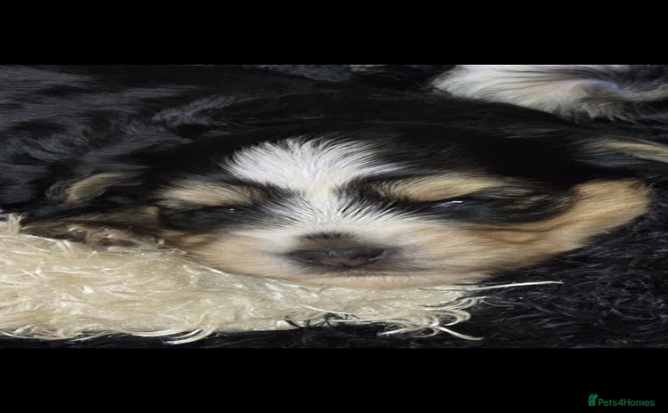 Yorkshire Terrier dogs - Advert 1