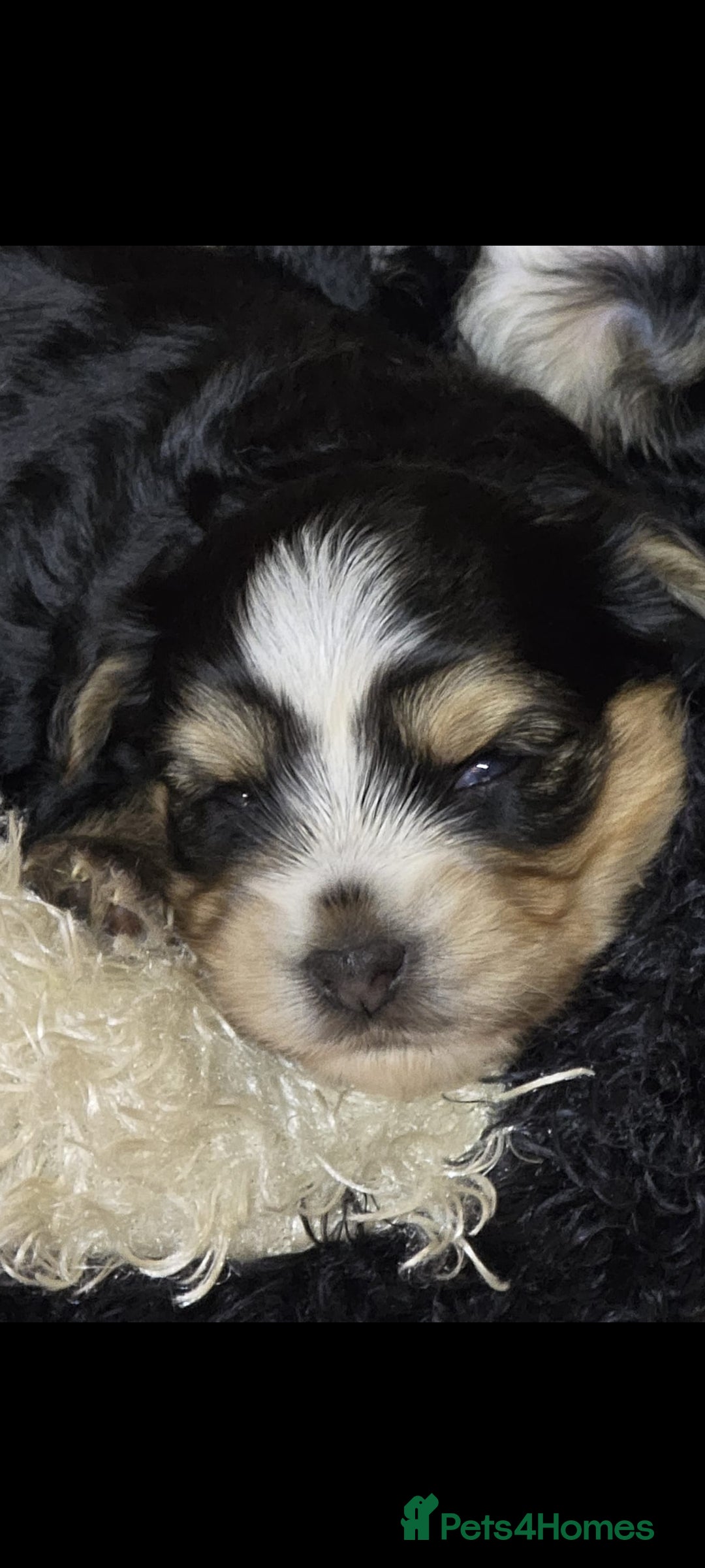 Yorkshire Terrier dogs for sale: Biews yorkshire terriers  - Image 1