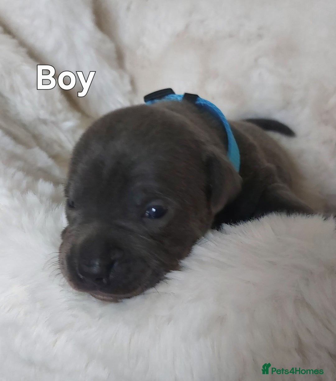 Staffordshire Bull Terrier dogs for sale: Staffordshire Bull Terrier Puppy - Image 13