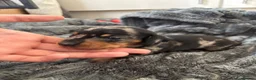 Miniature Dachshund dogs for sale: 2 Miniature Dachshunds for sale  in Hull - Advert 13