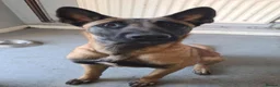 Belgian Shepherd Dog dogs for sale: Male Belgian Malinois Bucky - Advert 3