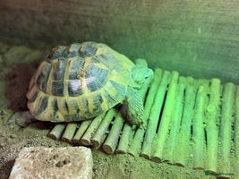 Tortoise reptiles - Advert 1