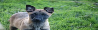 Belgian Shepherd Dog Puppy 1
