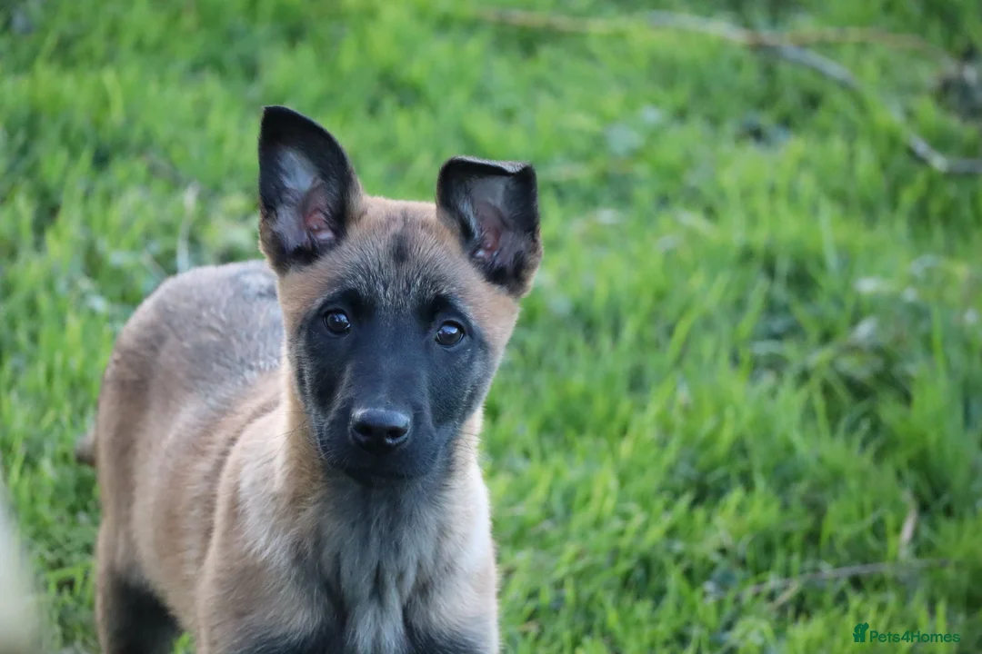 Belgian Shepherd Dog dogs for sale: Pups from JPMANK9  - Advert 36