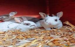 Rex rabbits for sale: Mixed litter of Mini Rex  - Image 12