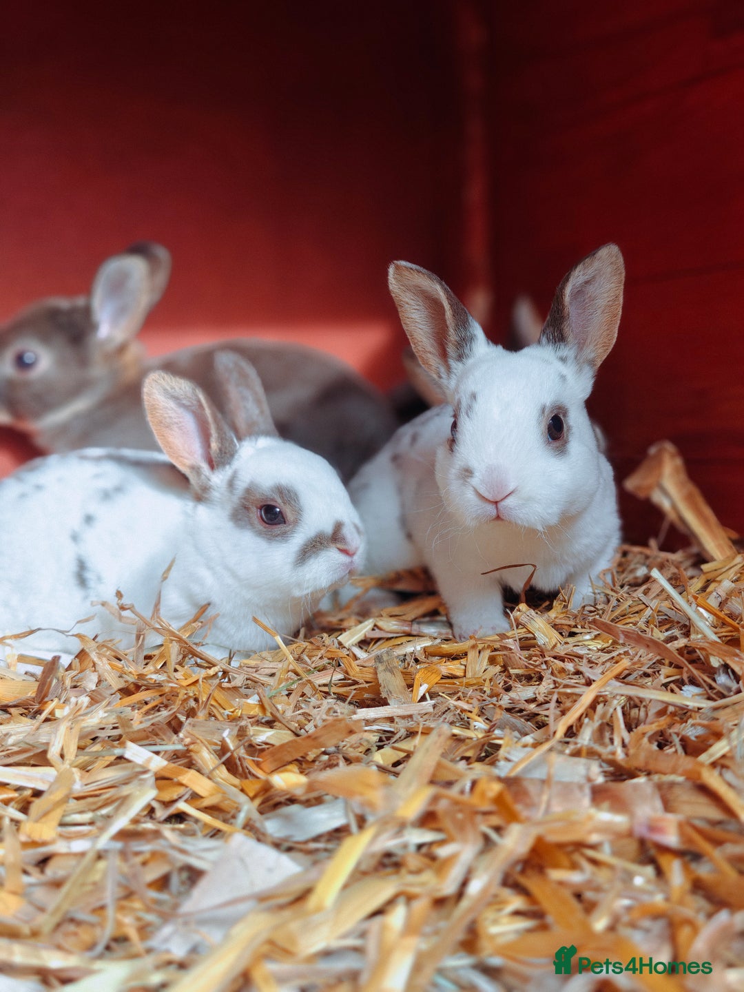 Rex rabbits for sale: Mixed litter of Mini Rex  - Image 12
