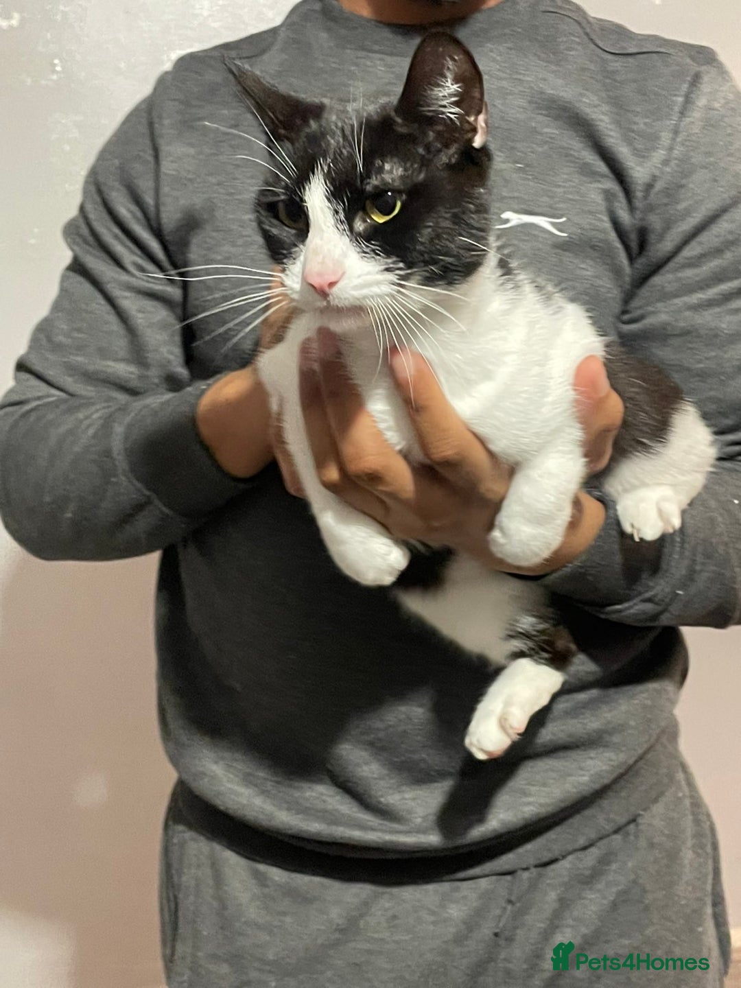 British Shorthair cats for sale: Female cat  - Advert 3