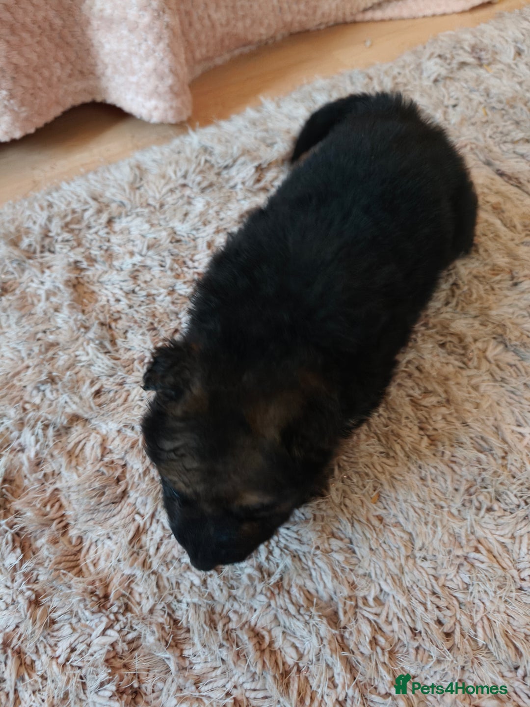 German Shepherd dogs for sale: German Shepherd Puppies - Advert 2