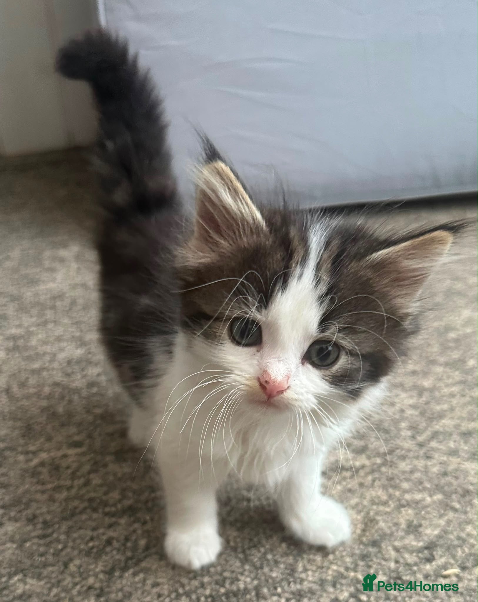 Mixed Breed cats Two male kittens available from 23rd August  - Advert 1
