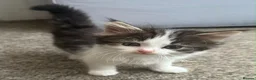 Mixed Breed cats for sale: Two male kittens available from 23rd August  in Worcester - Advert 1