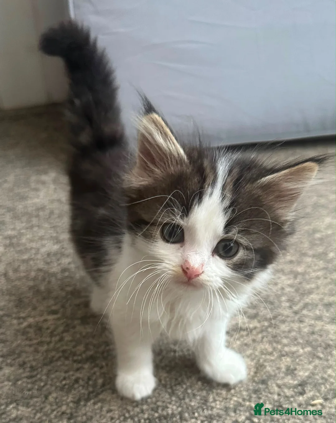 Mixed Breed cats for sale: Two male kittens available from 23rd August  in Worcester - Advert 1