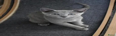 Russian Blue Boy | Brown