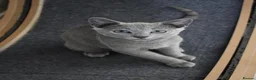 Russian Blue cats for sale: Beautiful Russian Blue Kittens – Ready Now in Amersham - Advert 12