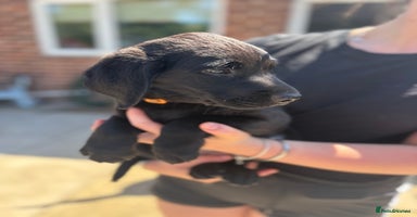 Labrador Retriever dogs - Advert 11