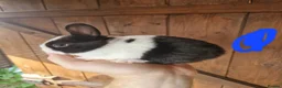Mixed Breed rabbits for sale: Very tame baby rabbits  - Advert 9