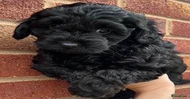 Cockapoo dogs - Advert 2