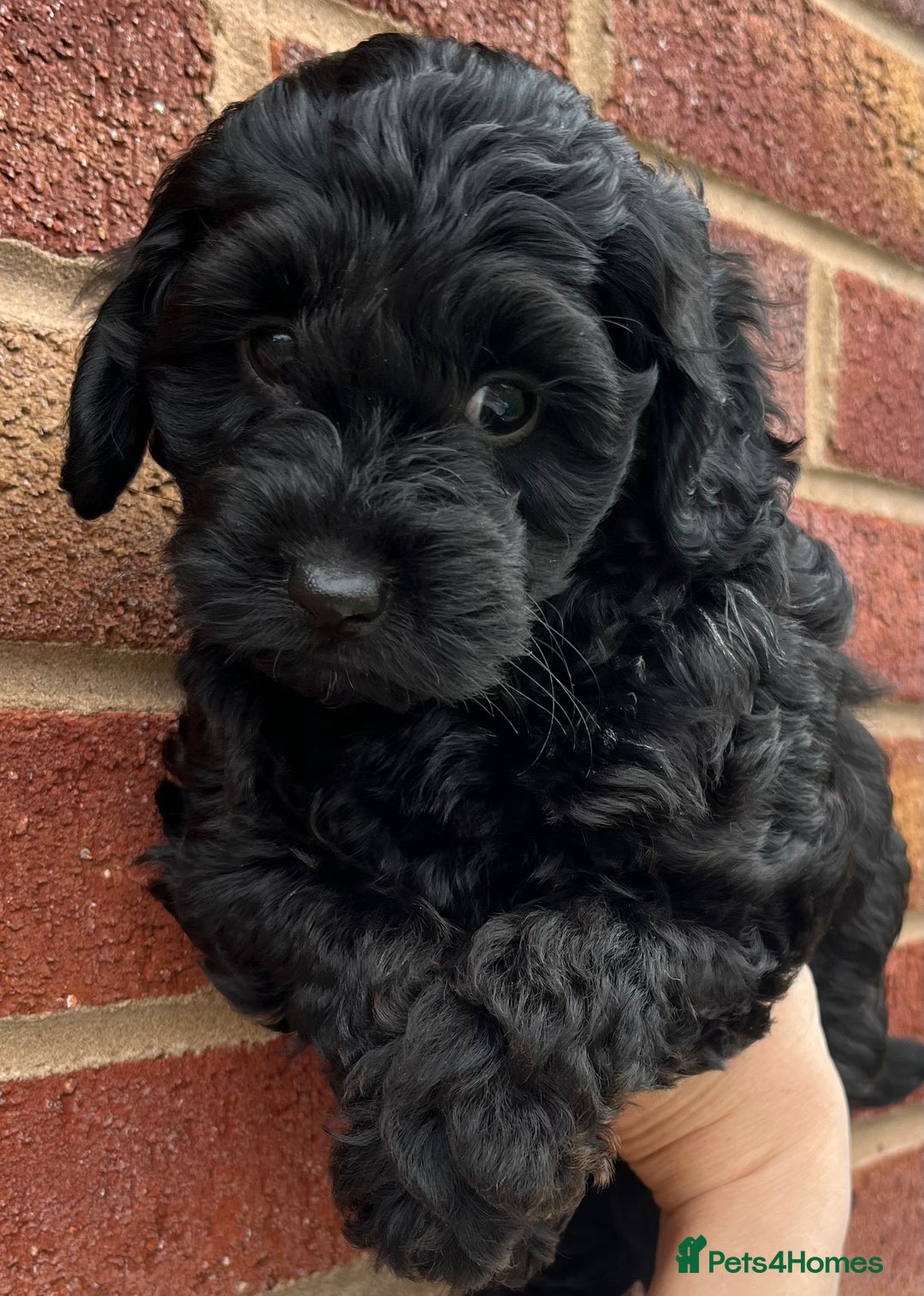 Cockapoo dogs for sale: TOY F1B cockapoo puppies.  - Image 1