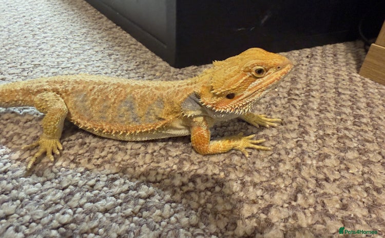 Bearded Dragon reptiles - Advert 4