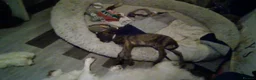 Lurcher dogs for sale: lovely male pups - Advert 3