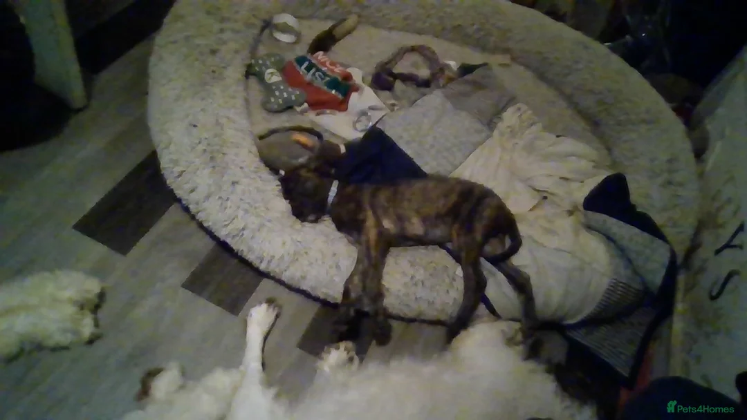 Lurcher dogs for sale: lovely male pups - Advert 3