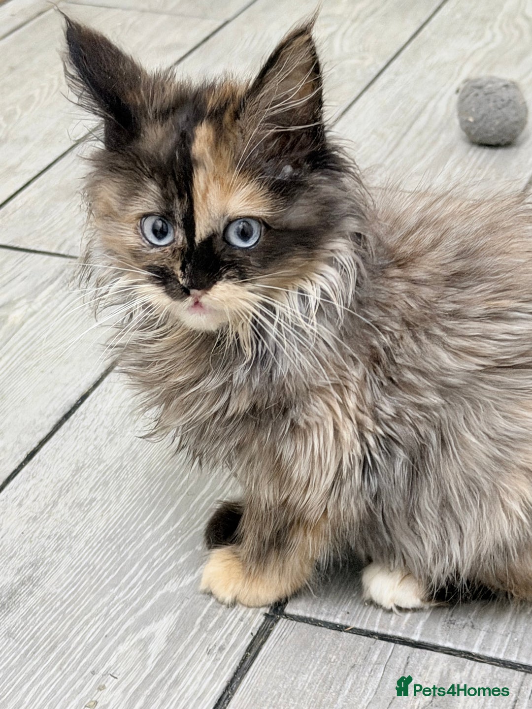 Maine Coon cats for sale: Maine coon kittens  - Advert 8