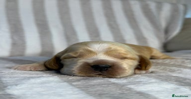 Cocker Spaniel dogs True To Type Show Cocker Spaniels - Advert 3