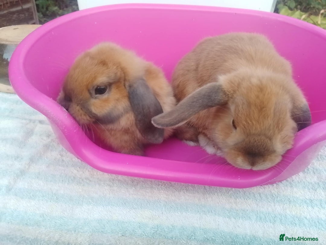 Mini Lop rabbits for sale: Female and Male Baby Minilops: Pretty Colours - Image 6