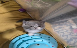 British Shorthair cats for sale: Full Britishshort hair kittens ready wendesday - Image 12