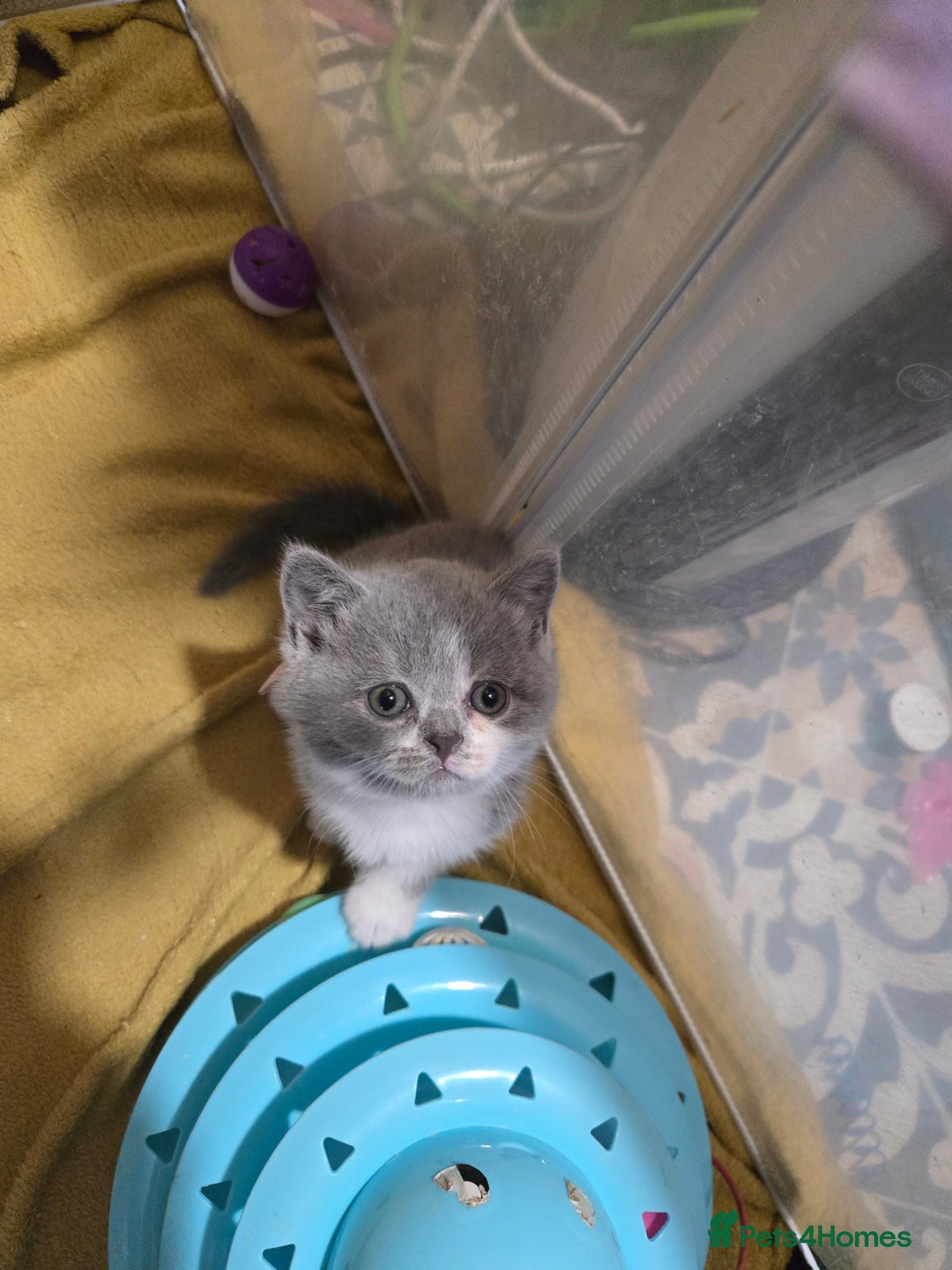 British Shorthair cats for sale: Full Britishshort hair kittens ready wendesday - Image 12