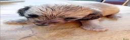 Miniature Dachshund dogs for sale: Female Miniature Longhaired Dachshund  - Advert 5