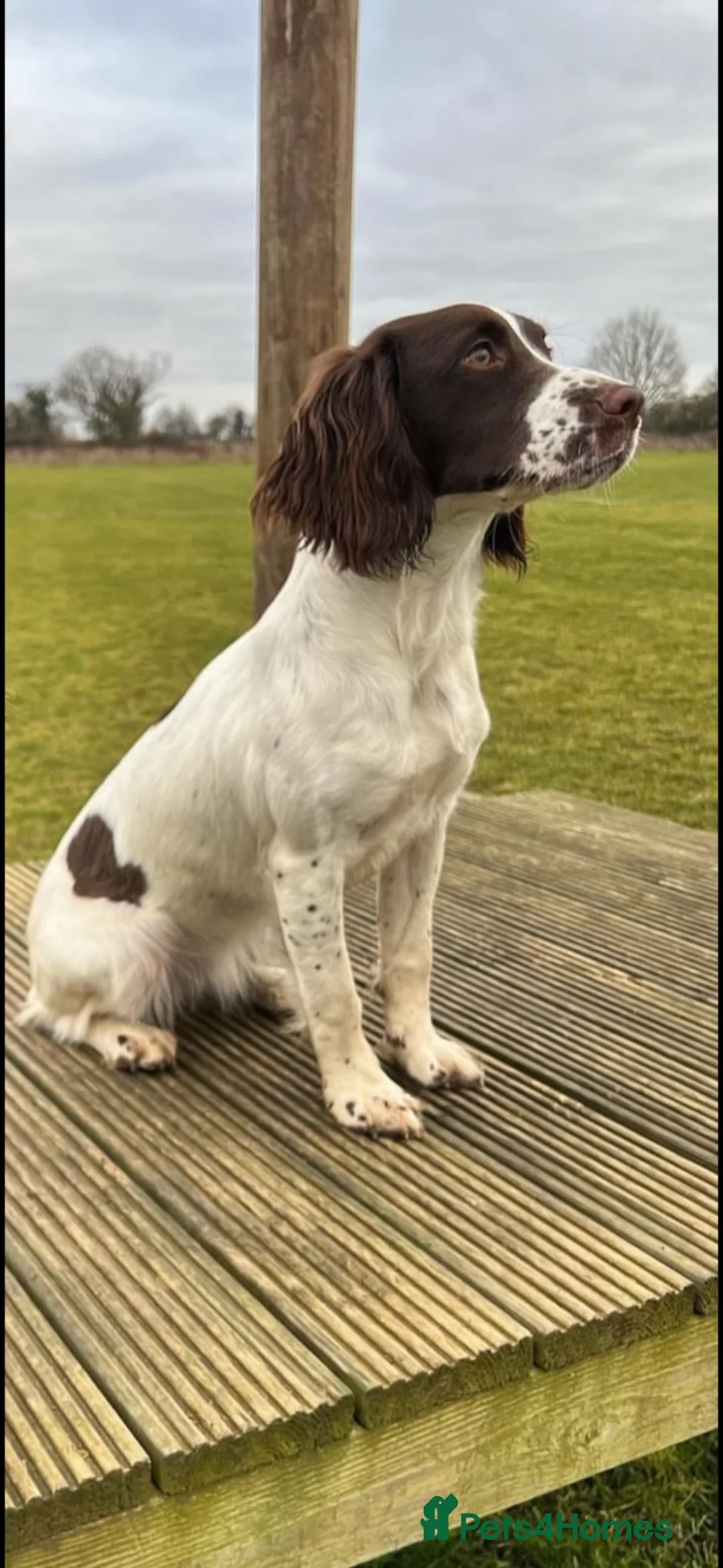 English Springer Spaniel dogs for sale: Beautiful English springer Spaniels  - Advert 1